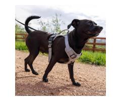 Shop Premium Dog Collars and Leashes at Rocky Mountain Dog