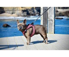 Secure and Stylish: Dog Harnesses by Rocky Mountain Dog