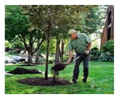 Discover the Importance of Tree Care for a Greener Environment