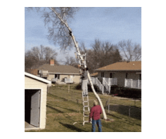 Quality Edmonton Arborists Enhancing Outdoor Spaces