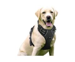 The Role of Dog Harnesses in Positive Training