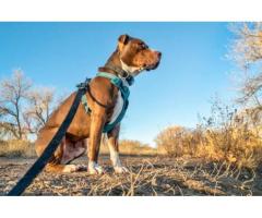 Adventure-Ready: Rocky Mountain Dog Harnesses Four-Legged Explorer