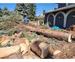 Calgary Arborists: Green Drop Lawns Ensures Tree Care Excellence