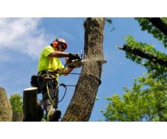 Winnipeg Arborists - Expert Tree Care by Green Drop Lawns